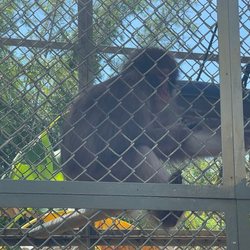 Suncoast Primate Sanctuary Foundation