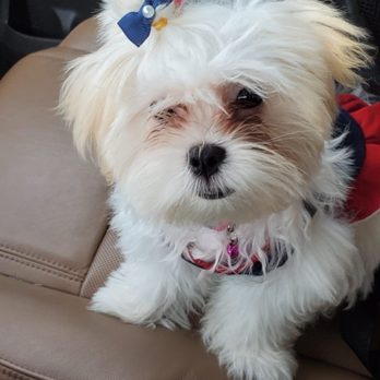 Adorable Pets by Dena - Unicorn before her grooming - Pet Groomers Near Me - Valrico, Florida Adorable Pets by Dena - Unicorn before her grooming - Pet Groomers Near Me - Valrico, Florida
