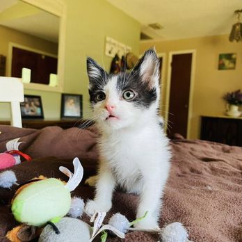 Kitty Rescue Corp - Finch is available for adoption! - Pet Adoption Near Me Kitty Rescue Corp - Finch is available for adoption! - Pet Adoption Near Me