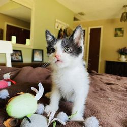 Finch is available for adoption!