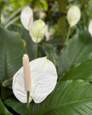 Olbrich Botanical Gardens by null