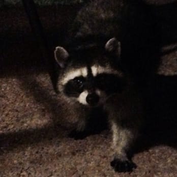 Seascape Beach Resort - These rascals came to visit our patio. Don't leave any food outside! - Venues & Event Spaces Near Me - Aptos, California Seascape Beach Resort - These rascals came to visit our patio. Don't leave any food outside! - Venues & Event Spaces Near Me - Aptos, California