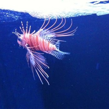 Seattle Aquarium - Aquariums Near Me - Seattle, Washington Seattle Aquarium - Aquariums Near Me - Seattle, Washington