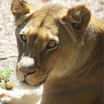 Tiergarten Schönbrunn - Female lion - Zoos Near Me - Vienna, 9