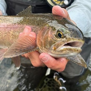 Trout Town Flies - Wild Rainbows! - Fishing Near Me - Roscoe, New York Trout Town Flies - Wild Rainbows! - Fishing Near Me - Roscoe, New York