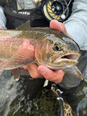 Trout Town Flies by null