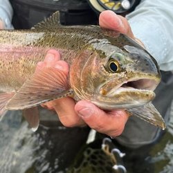 Trout Town Flies - Wild Rainbows!