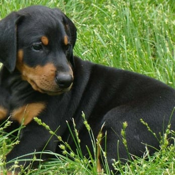 Your Happy Tails - What a cute Dobie puppy - Pet Training Near Me - Manassas, Virginia Your Happy Tails - What a cute Dobie puppy - Pet Training Near Me - Manassas, Virginia