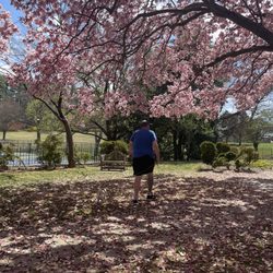 Glenview Mansion - Photo spot for dogwoods