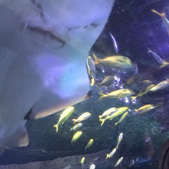 SEA LIFE Grapevine Aquarium - Aquariums Near Me - Grapevine, Texas SEA LIFE Grapevine Aquarium - Aquariums Near Me - Grapevine, Texas
