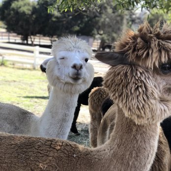 Canzelle Alpacas - Farms Near Me - Carpinteria, California
