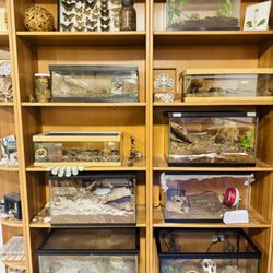 The Insect Asylum