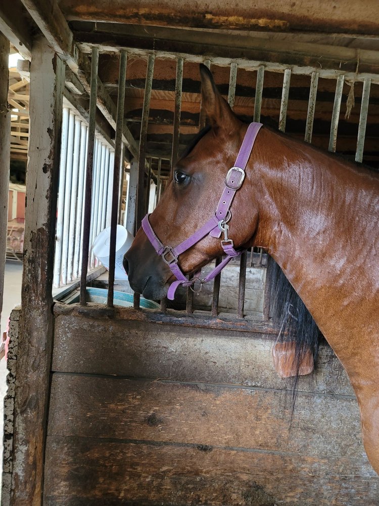 RAVENWOOD STABLE - Updated March 2025 - 2903 W Newburg Rd, Carleton ...