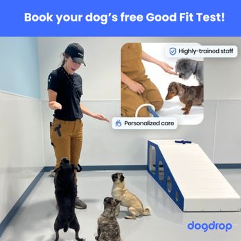 Dogdrop - Don't miss out! Call or book online! - Pet Sitting Near Me - Los Angeles, California Dogdrop - Don't miss out! Call or book online! - Pet Sitting Near Me - Los Angeles, California