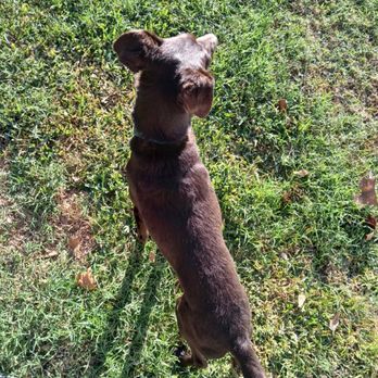 Hicks Farms Boarding and Training - This is our micro-Labrador/Terrier (shelter-mix!) also enjoying the great outdoors! - Pet Training Near Me Hicks Farms Boarding and Training - This is our micro-Labrador/Terrier (shelter-mix!) also enjoying the great outdoors! - Pet Training Near Me