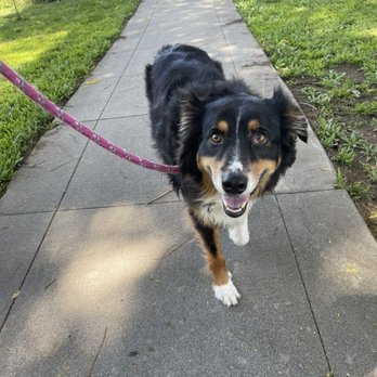 Oasis Pet Spa & Grooming - Charlie - Pet Groomers Near Me - Fullerton, California