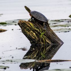Veterans Memorial Campground - Happy turtle sunning themselves