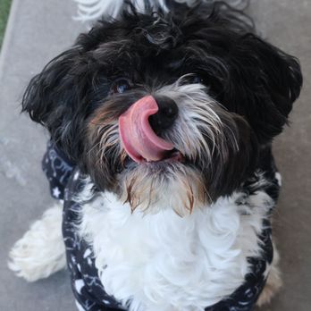 Ace Pet Resort - Pet Sitting Near Me - Sarasota, Florida Ace Pet Resort - Pet Sitting Near Me - Sarasota, Florida