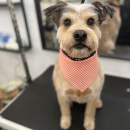 Fresh cut Hobie