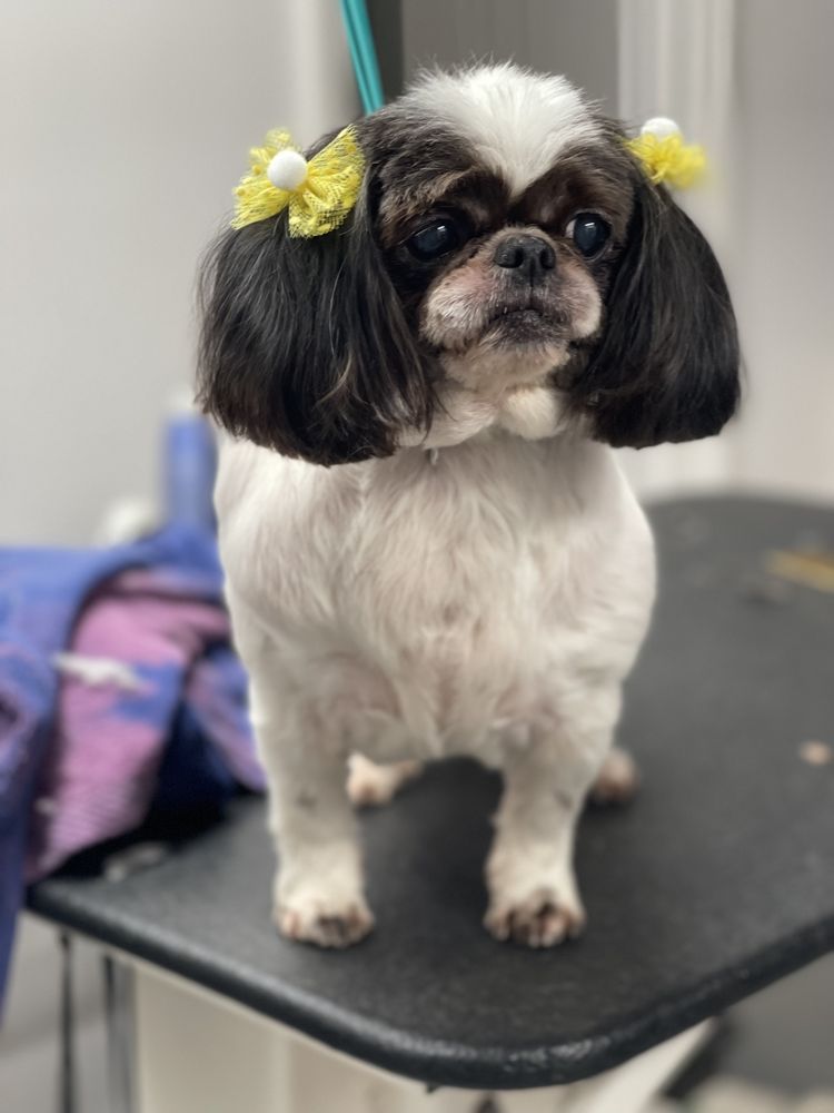 EDGEWOOD FARM KENNEL Updated September 2024 48 Photos 8537 Smith