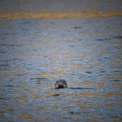 Refuge Cove State Recreation Site - seal in the water
