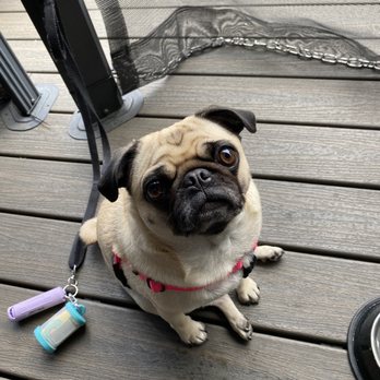 Bone Kettle - Dogs are welcome! - Breakfast & Brunch Near Me - Pasadena, California