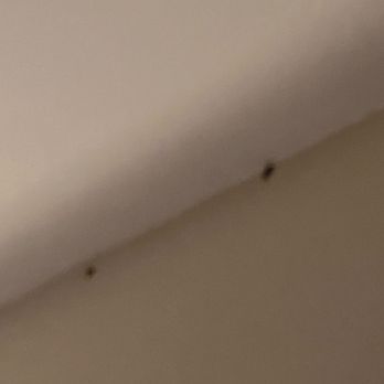 Camelback Resort - Bug infestation - Resorts Near Me - Tannersville, Pennsylvania Camelback Resort - Bug infestation - Resorts Near Me - Tannersville, Pennsylvania