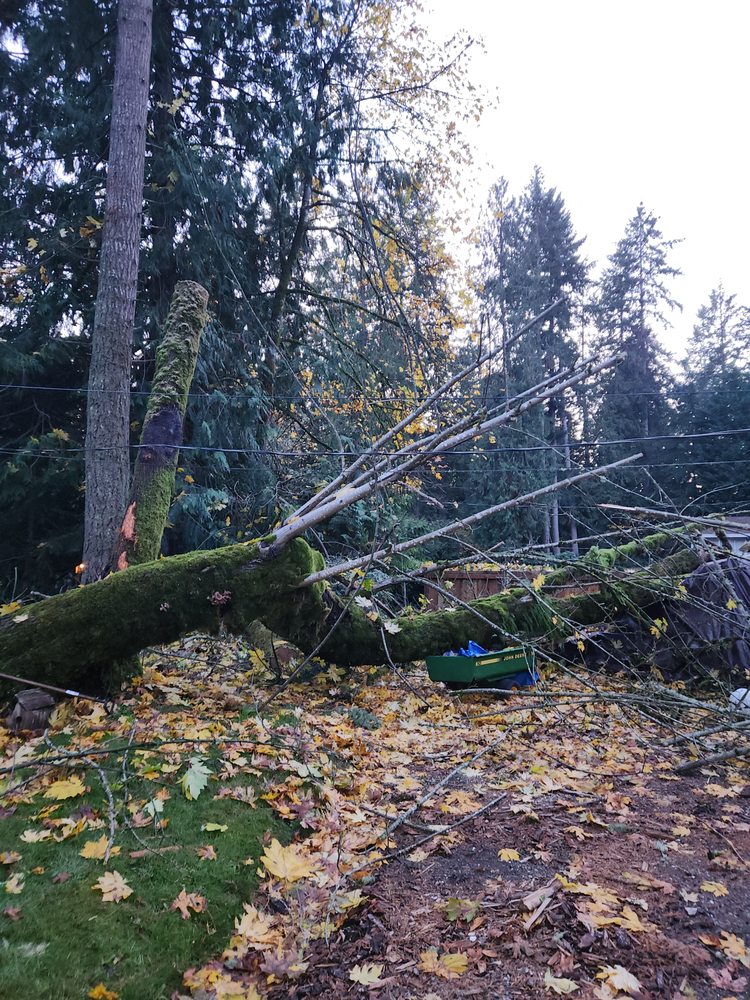 Gig Harbor Tree Service - tree service in Gig Harbor, WA