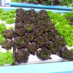 Oasis Aqua Farm
