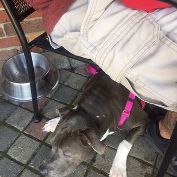 La Bodega - Our pup chilling on the patio with us - Tapas Bars Near Me - Kansas City, Missouri