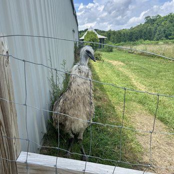 Sugarcreek Bird Farm - Bird Shops Near Me - Bellbrook, Ohio Sugarcreek Bird Farm - Bird Shops Near Me - Bellbrook, Ohio