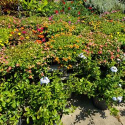 North Augusta Feed and Seed - Flowers