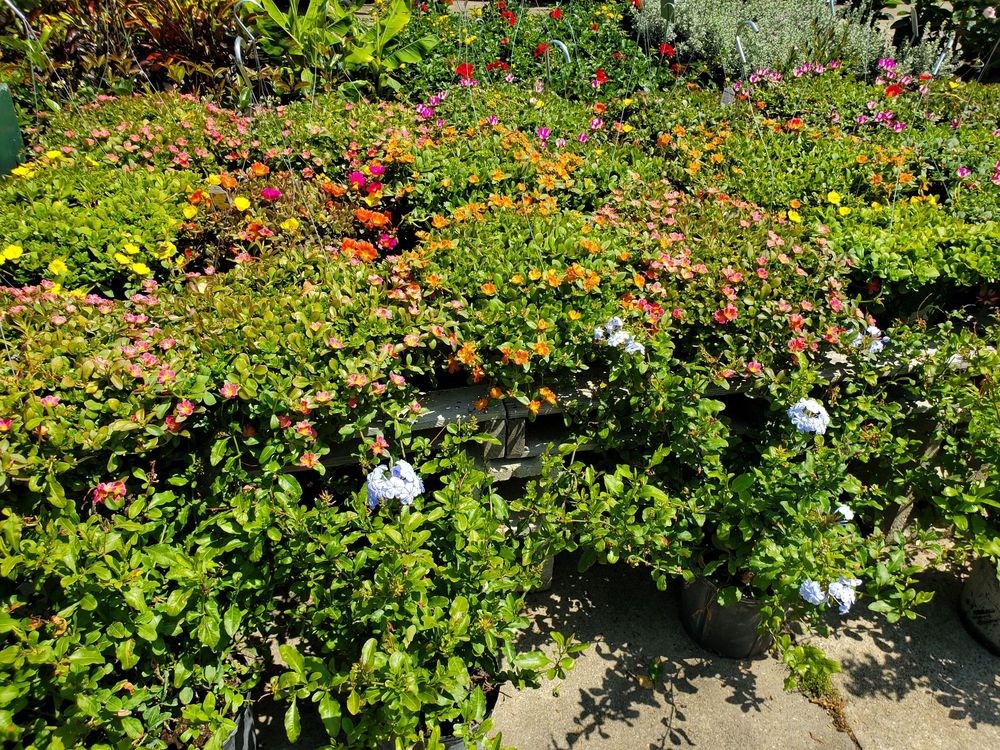 NORTH AUGUSTA FEED AND SEED Updated August 2024 502 Ave, North Augusta, South