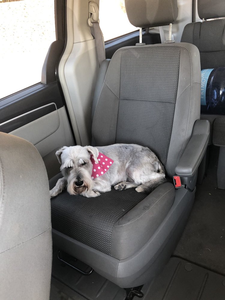 SCRAPPY’S PET SALON Updated August 2024 10 Reviews 12115 Montwood