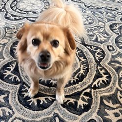 Roses Pet Sitting - I lovvveee Frodo !!
