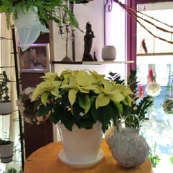 Blumen G. Schulz