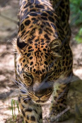 Staten Island Zoo by null