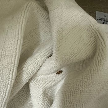 Comfort Inn & Suites - Roach in towels - Hotels Near Me - Cordele, Georgia Comfort Inn & Suites - Roach in towels - Hotels Near Me - Cordele, Georgia