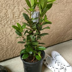 Sahara Nursery - Good price for the size