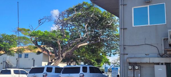 Acevedo's Hawaicano Cafe by null