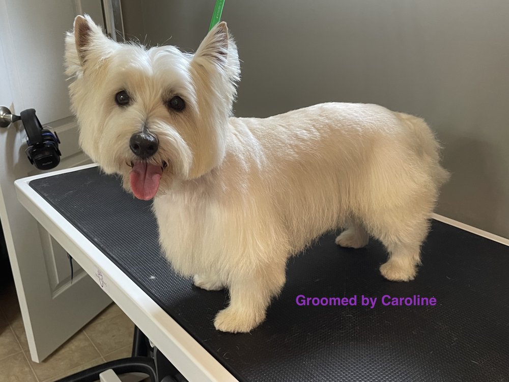 Comfort Clips Pet Spa Image