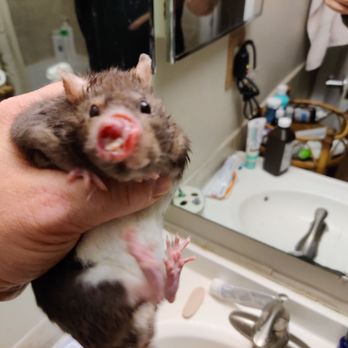 Stahl Exotic Animal Veterinary Services - The results after visiting Stahl for help. - Veterinarians Near Me - Fairfax, Virginia Stahl Exotic Animal Veterinary Services - The results after visiting Stahl for help. - Veterinarians Near Me - Fairfax, Virginia