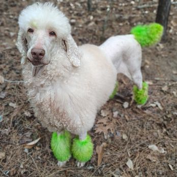 Groomed By Pink - Pet grooming - Pet Groomers Near Me - Guy, Texas Groomed By Pink - Pet grooming - Pet Groomers Near Me - Guy, Texas