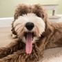 Photo of Rosebud Australian Labradoodles