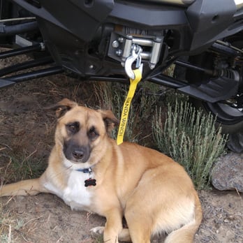 Mountain View Animal Hospital - Btw...he isn't tethered to the winch. That strap is very short and looks like a leash. - Veterinarians Near Me - Bishop, California