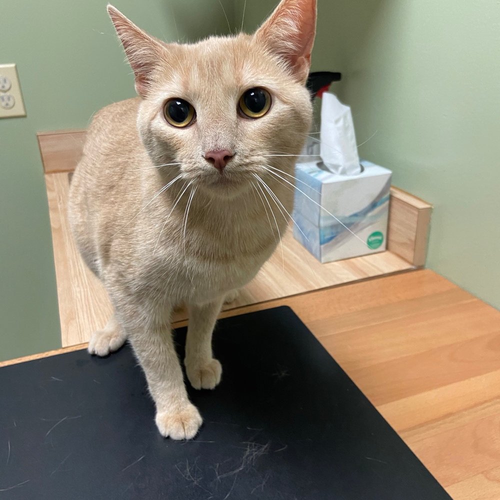 Craig Thomas DVM - Very scared kitty who literally climbed the wall and knocked everything to the floor - Veterinarians Near Me - Bethany, Oklahoma Craig Thomas DVM - Very scared kitty who literally climbed the wall and knocked everything to the floor - Veterinarians Near Me - Bethany, Oklahoma