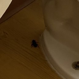 Roach Roach