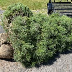 Jo-Ann's Gardens - Pine trees on driveway