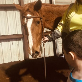 Paul Cates Stable - Bozo - Horseback Riding Near Me - Round Rock, Texas