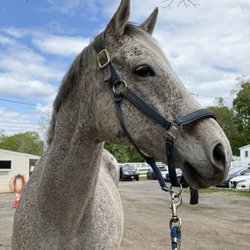Thomas School of Horsemanship
